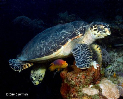 Turtle and Spanish Hog Fish in Utila by Susan Beerman 